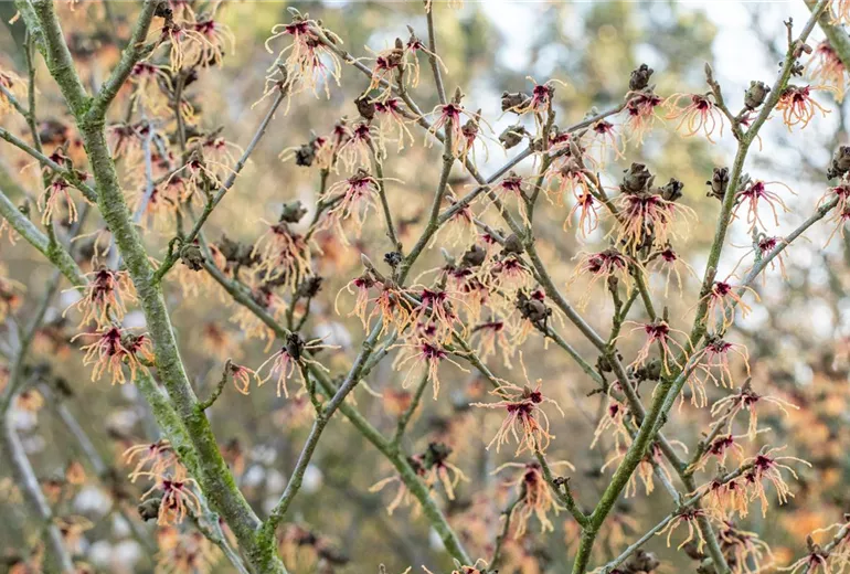 Hamamelis x intermedia 'Spanish Spider'