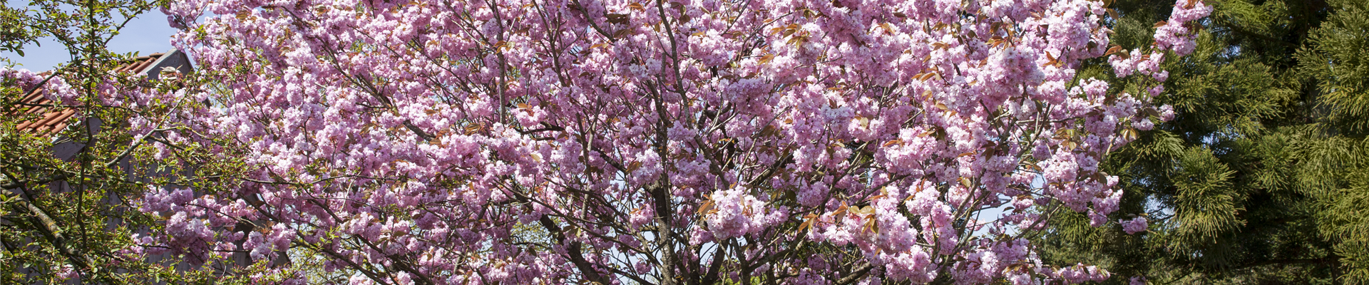 GS498180.jpg GS498180.jpg