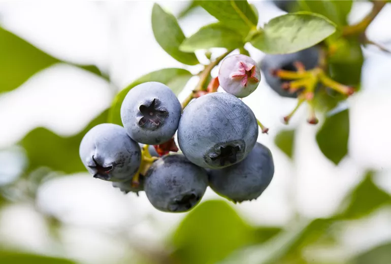 Vaccinium corymbosum