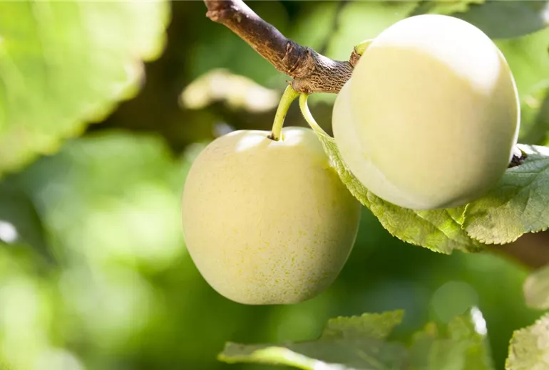Prunus armeniaca 'Nancy'