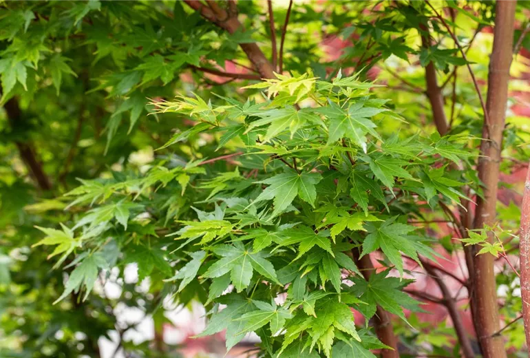 Acer palmatum 'Sangokaku'