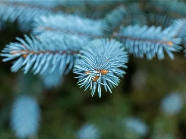 Gartengestaltung mit Nadelgehölzen – Ein immergrüner Garten