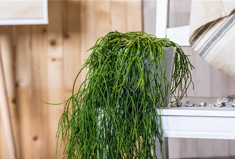 Rhipsalis baccifera subsp. baccifera