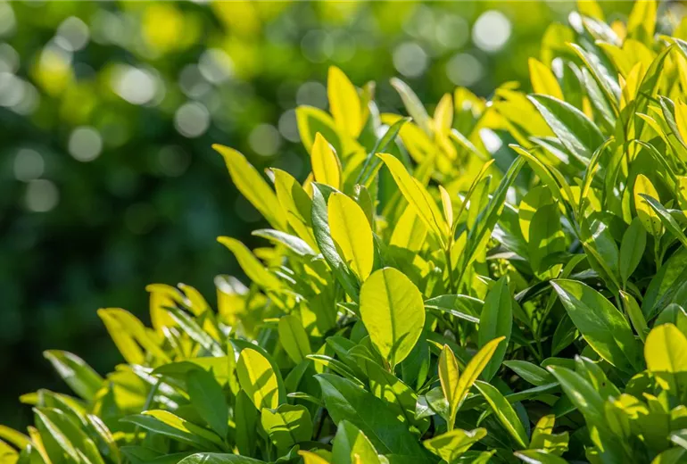 Prunus laurocerasus 'Caucasica'