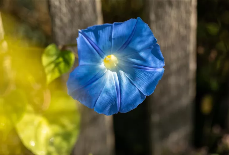 Ipomoea tricolor, blau