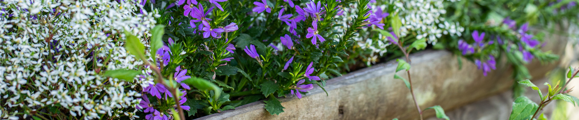 GS668906.jpg GS668906.jpg