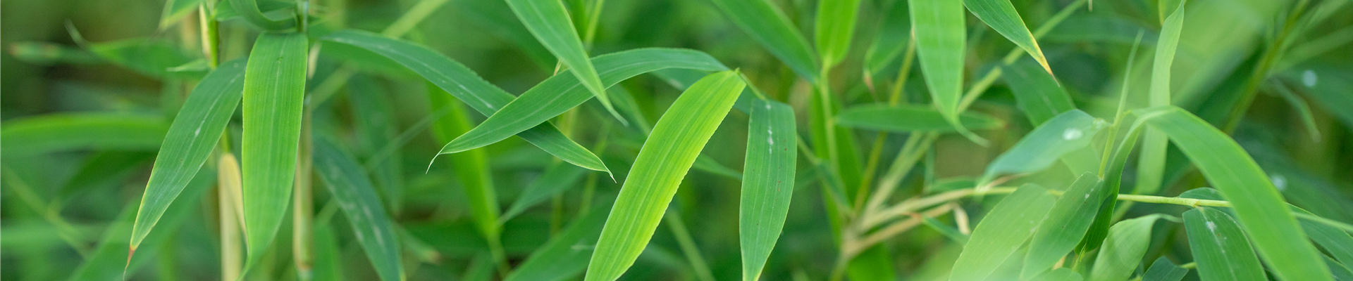 GS649151.jpg GS649151.jpg