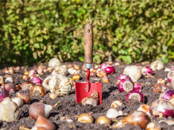 Krankheiten und Schädlinge an Blumenzwiebeln und -knollen erkennen