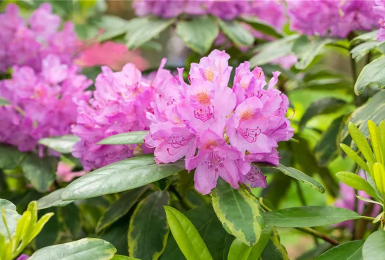 Rhododendron 'Silberreif'