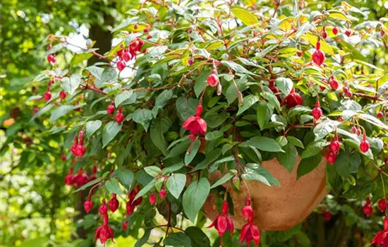 Krankheiten und Schädlinge bei mediterranen Pflanzen verhindern Krankheiten und Schädlinge bei mediterranen Pflanzen verhindern