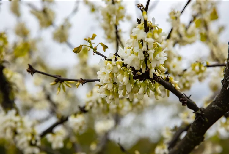 Cercis siliquastrum 'Alba'