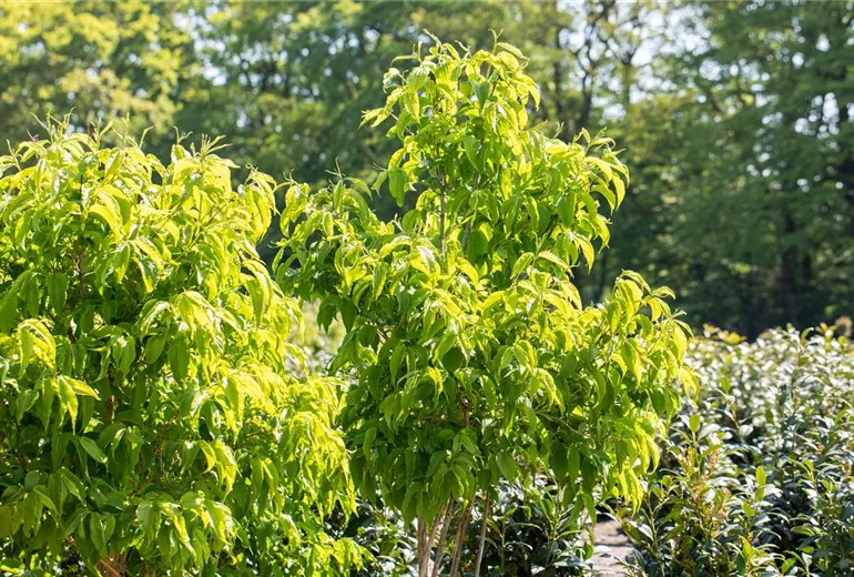 Heptacodium miconioides