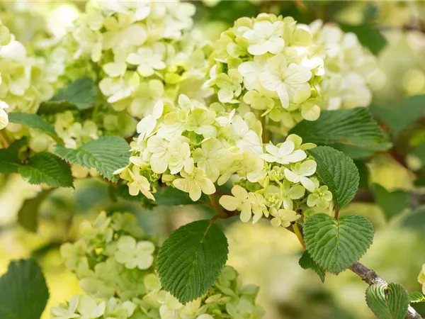 Laubgehölze pflegen – So bleibt der Garten schön Laubgehölze pflegen – So bleibt der Garten schön
