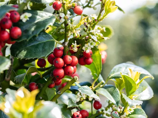 Laubgehölze zurückschneiden und in Form bringen