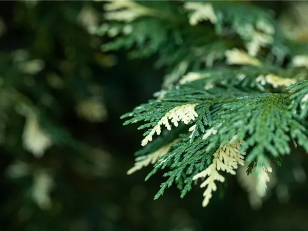 Nadelgehölze kaufen und das ganze Jahr Farbe genießen