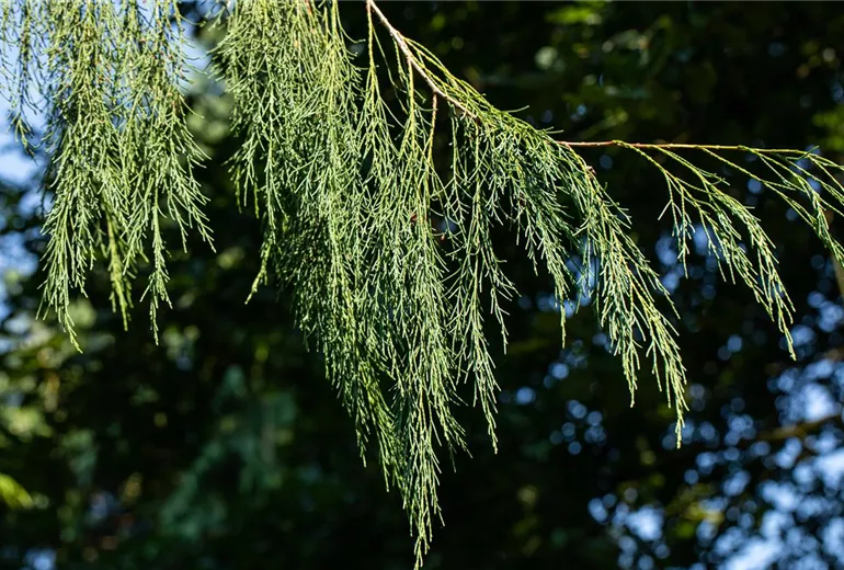 Chamaecyparis lawsoniana 'Imbricata Pendula'