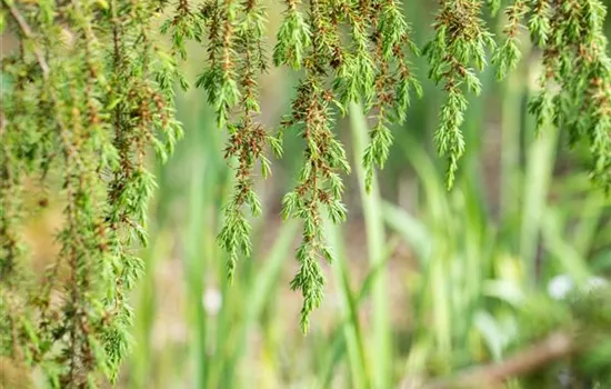 Nadelgehölze pflegen und damit gesund und frisch halten Nadelgehölze pflegen und damit gesund und frisch halten
