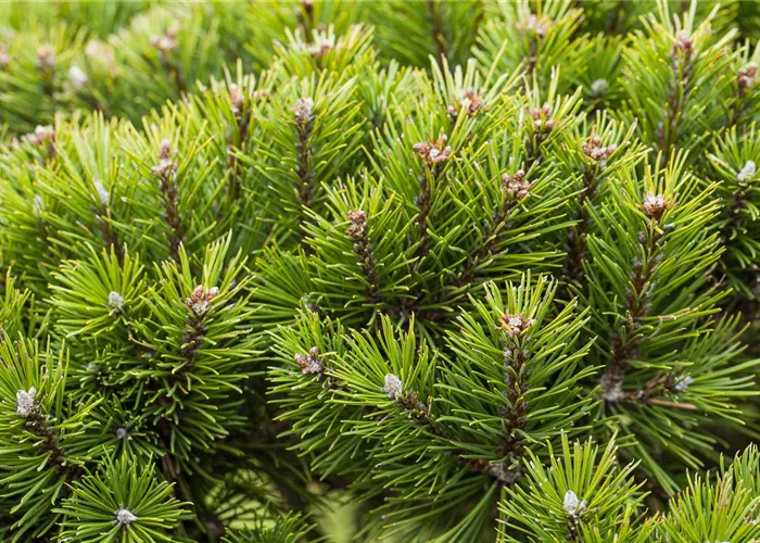 Nadelgehölze zurückschneiden und den Garten in Form bringen