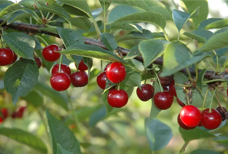 Prunus cerasus 'Vowi'(s)