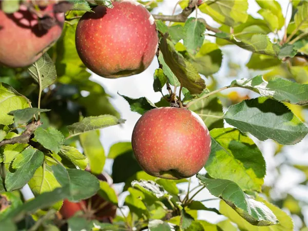 Malus domestica 'Lavanttaler Bananenapfel' Malus domestica 'Lavanttaler Bananenapfel'