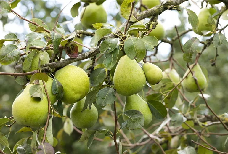 Pyrus communis 'Alexander Lucas'
