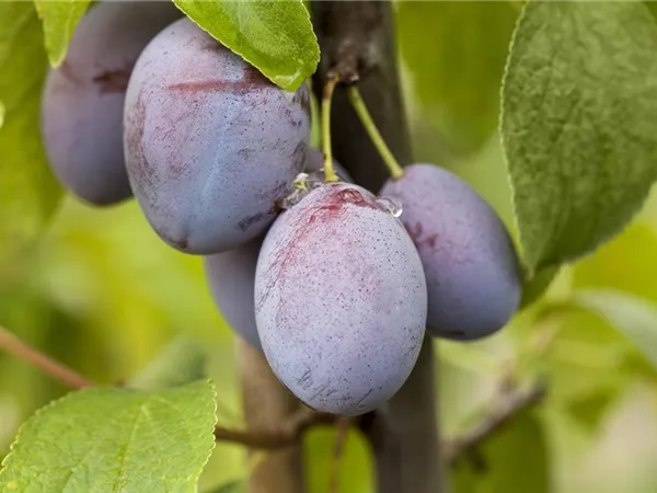 Prunus domestica 'Hauszwetsche' Prunus domestica 'Hauszwetsche'