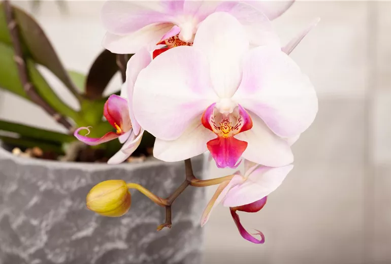 Phalaenopsis, hellrosa