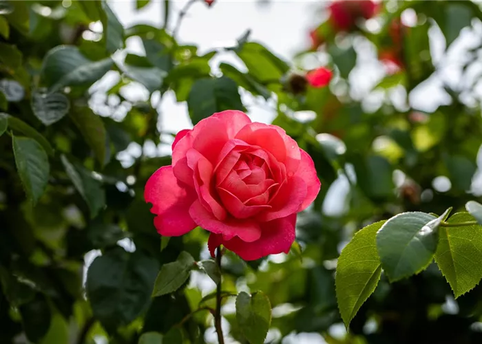 Rosen einpflanzen leicht gemacht – So geht’s richtig