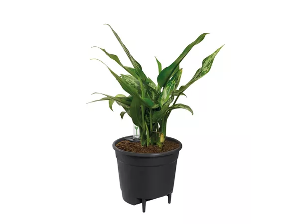 Selbstbewässerungssystem Selbstbewässerungssystem