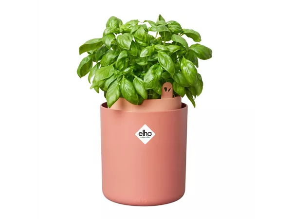 Bouncy Basil Bouncy Basil