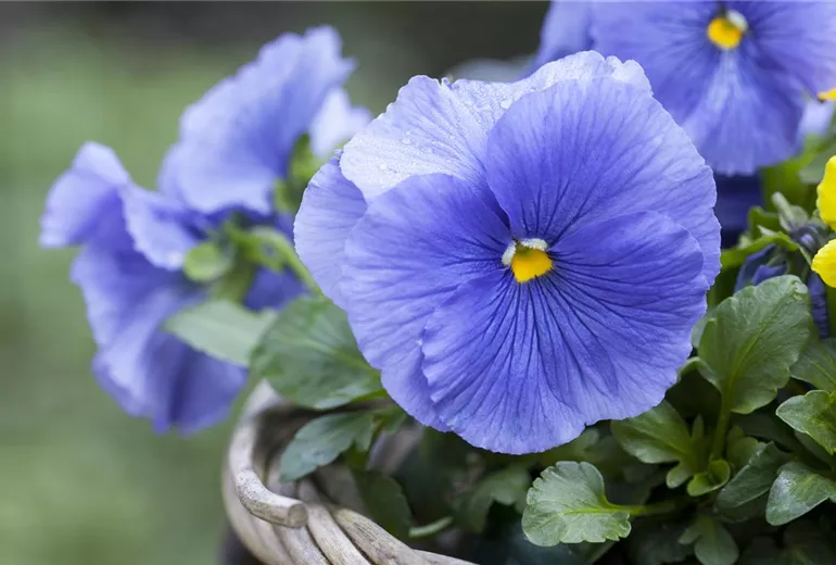 Viola (Stiefmütterchen) in Blau, winterhart für die Grabschale