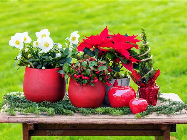 Mit den besten Pflanzen zu Weihnachten festliche Stimmung schaffen
