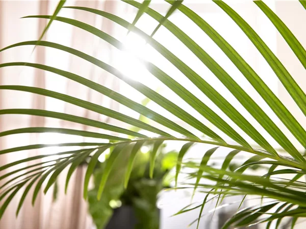 Zimmerpflanzen schneiden – Ist das wirklich notwendig?