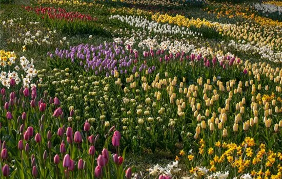 Zwiebel- und Knollenpflanzen zurückschneiden – Ja oder nein?  Zwiebel- und Knollenpflanzen zurückschneiden – Ja oder nein?