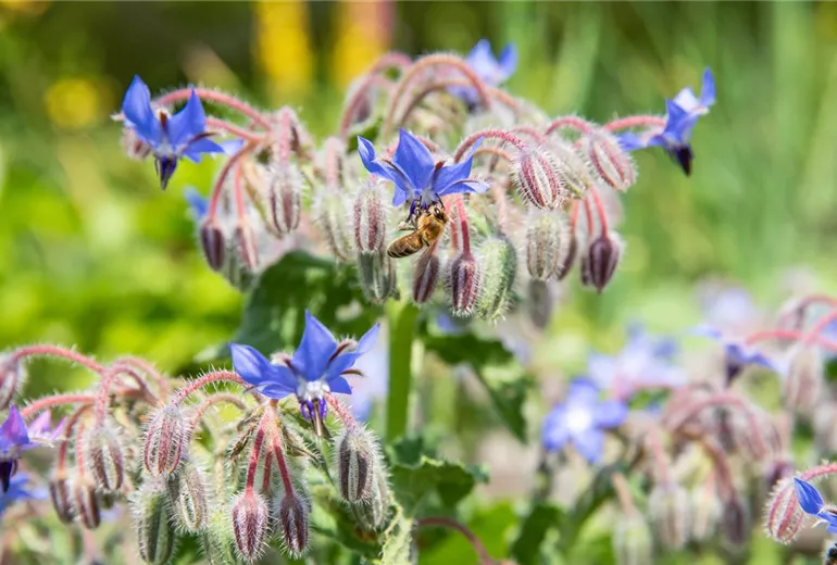 Borago officinalis