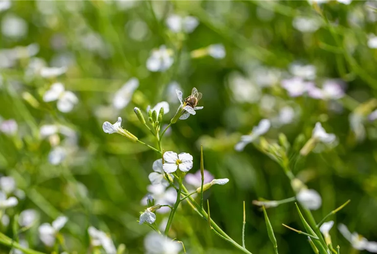 Raphanus sativus var. oleiformis