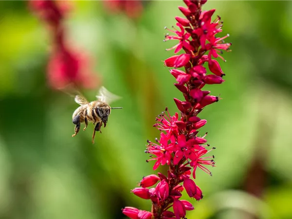 Bienenfreundliche Balkonpflanzen für Bienensnacks in der Stadt