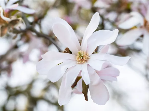 Frühblühende Gehölze zum Start ins neue Gartenjahr