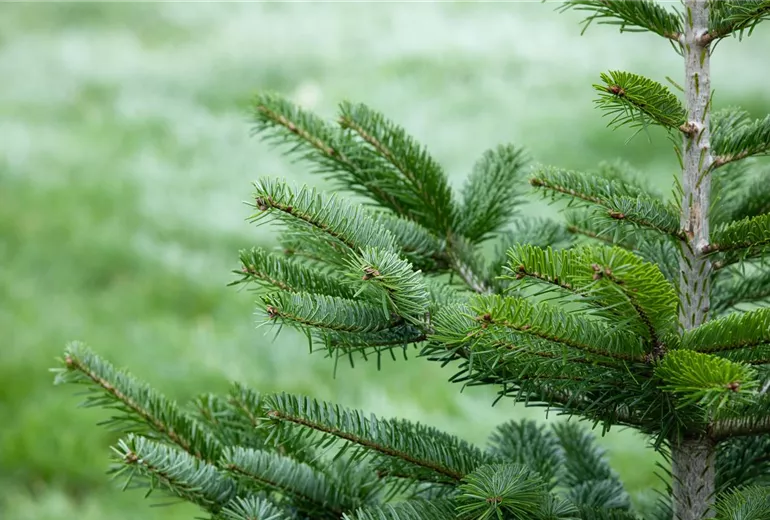 Abies nordmanniana
