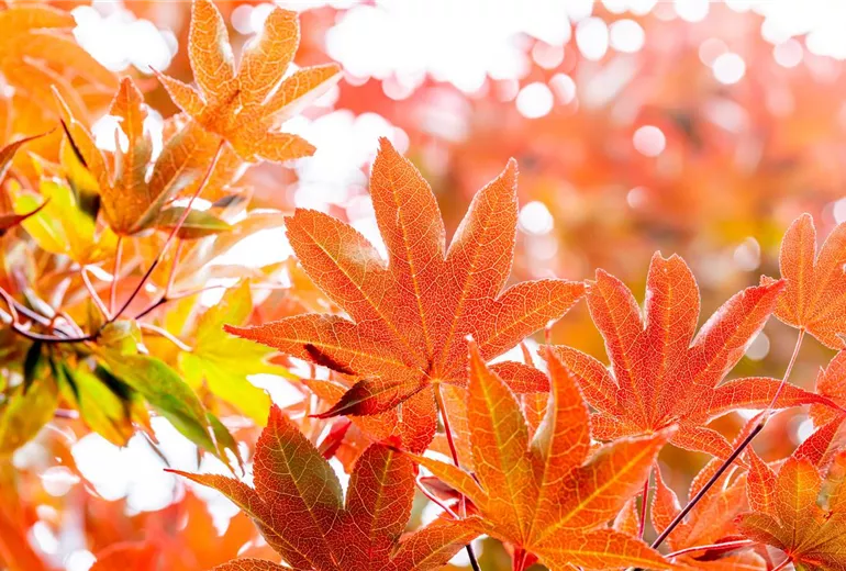 Acer palmatum 'Bloodgood'