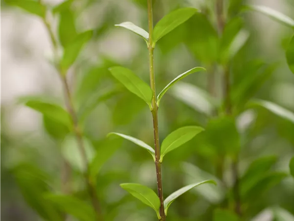 Ligustrum vulgare 'Atrovirens'
