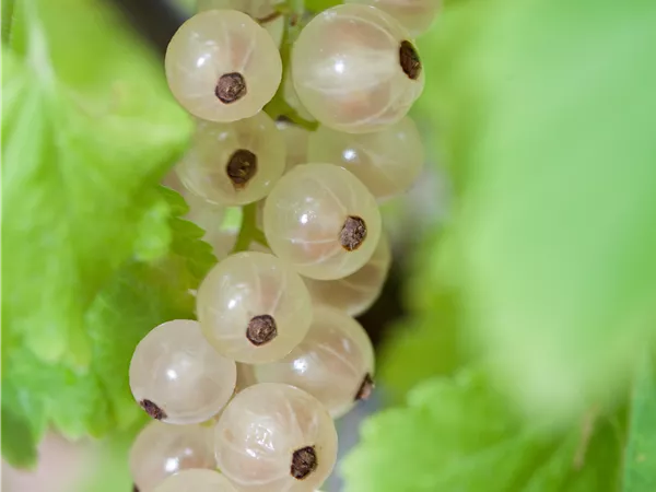Ribes sativum 'Weiße Versailler' Ribes sativum 'Weiße Versailler'