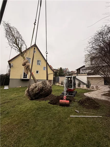 Mehrstämmige Hainbuche hängt am Kran über dem Garten
