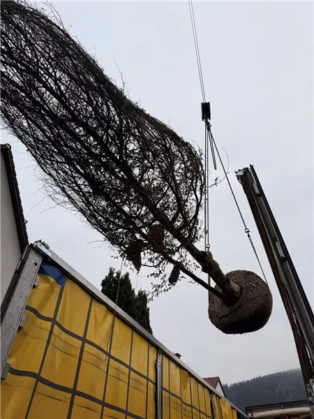 Vier Tonnen schwere Hainbuche mit Wurzelballen am Spezialkran