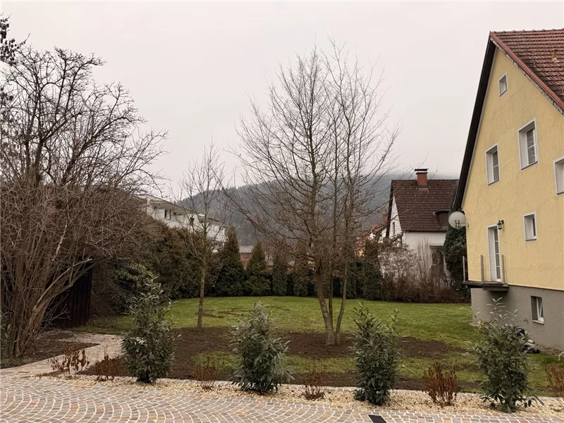 Gepflanzte Großbaum-Hainbuche als Sichtschutz im Privatgarten