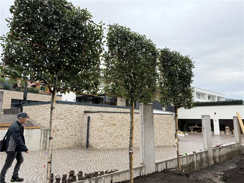 Reihe Hochstamm-Photinia als Sichtschutz vor einer Natursteinmauer