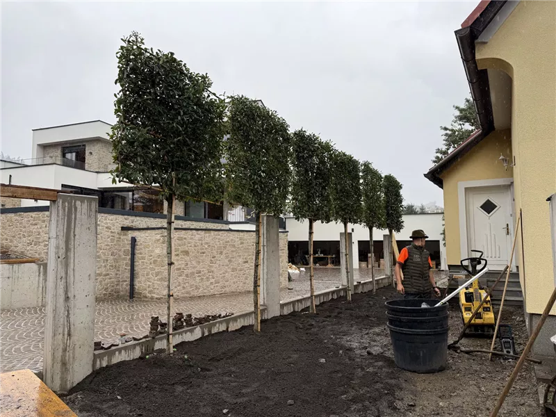 Pflanzung der Hochstamm-Glanzmispeln durch das Schacherl-Team