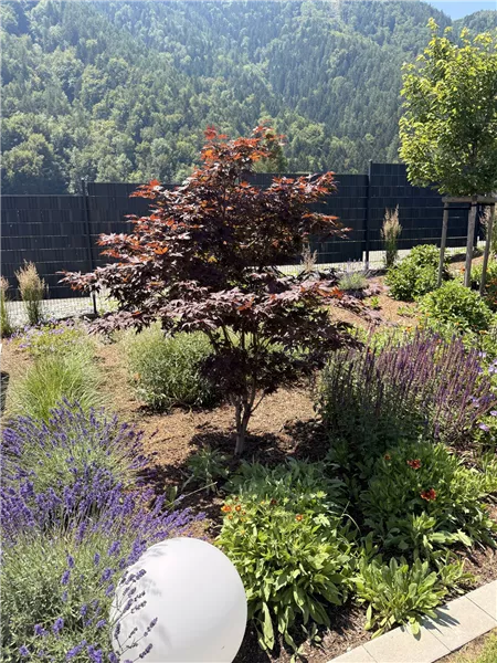 Staudenbeet mit Fächerahorn und Lavendel im Privatgarten in Übelstein