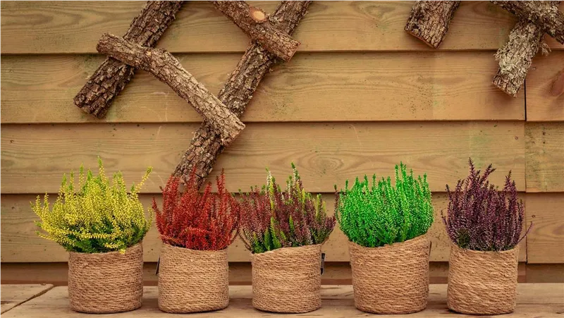 Calluna (Heidekraut) in fünf Farben in Bastkörben