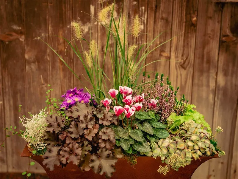 Herbstliche Pflanzschale mit Gräsern, Cyclamen und Calluna